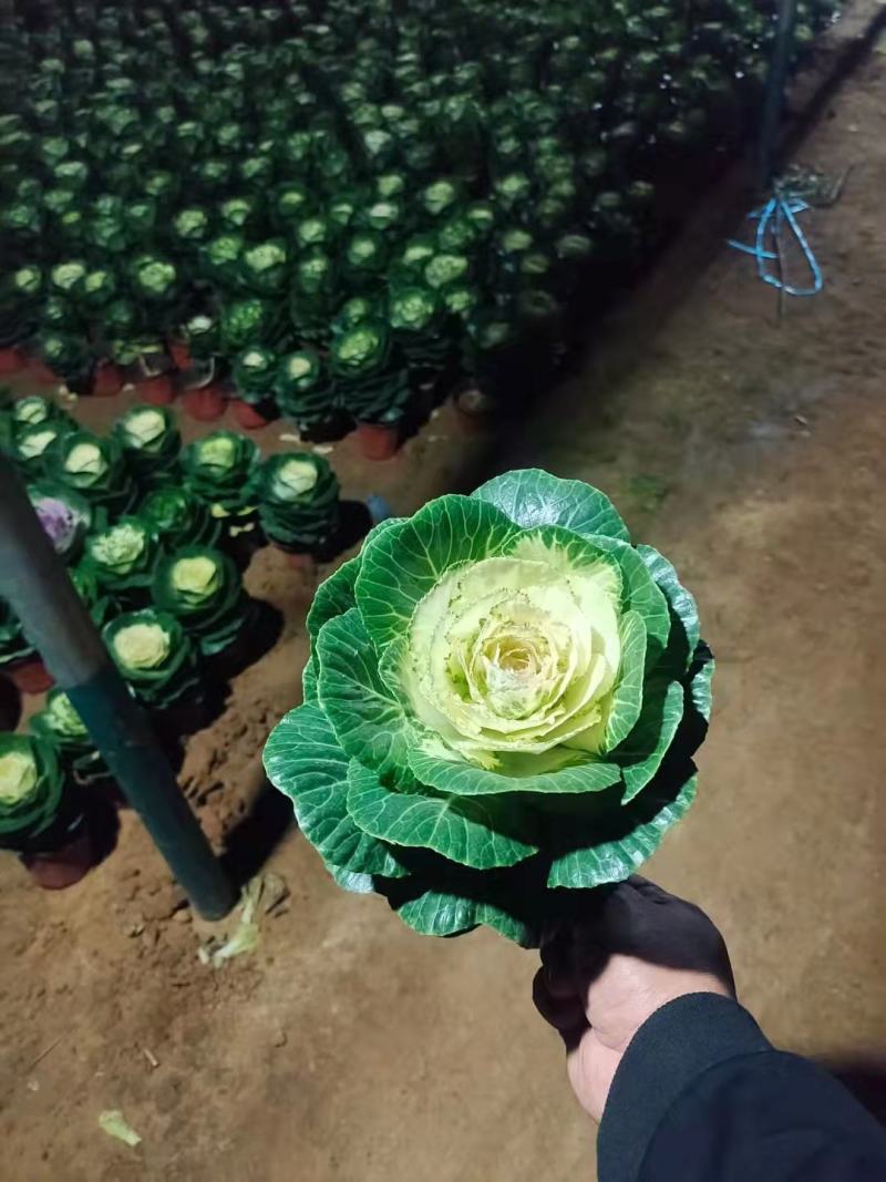 玫瑰甘蓝