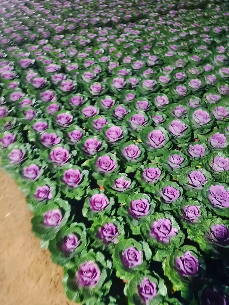 玫瑰甘蓝