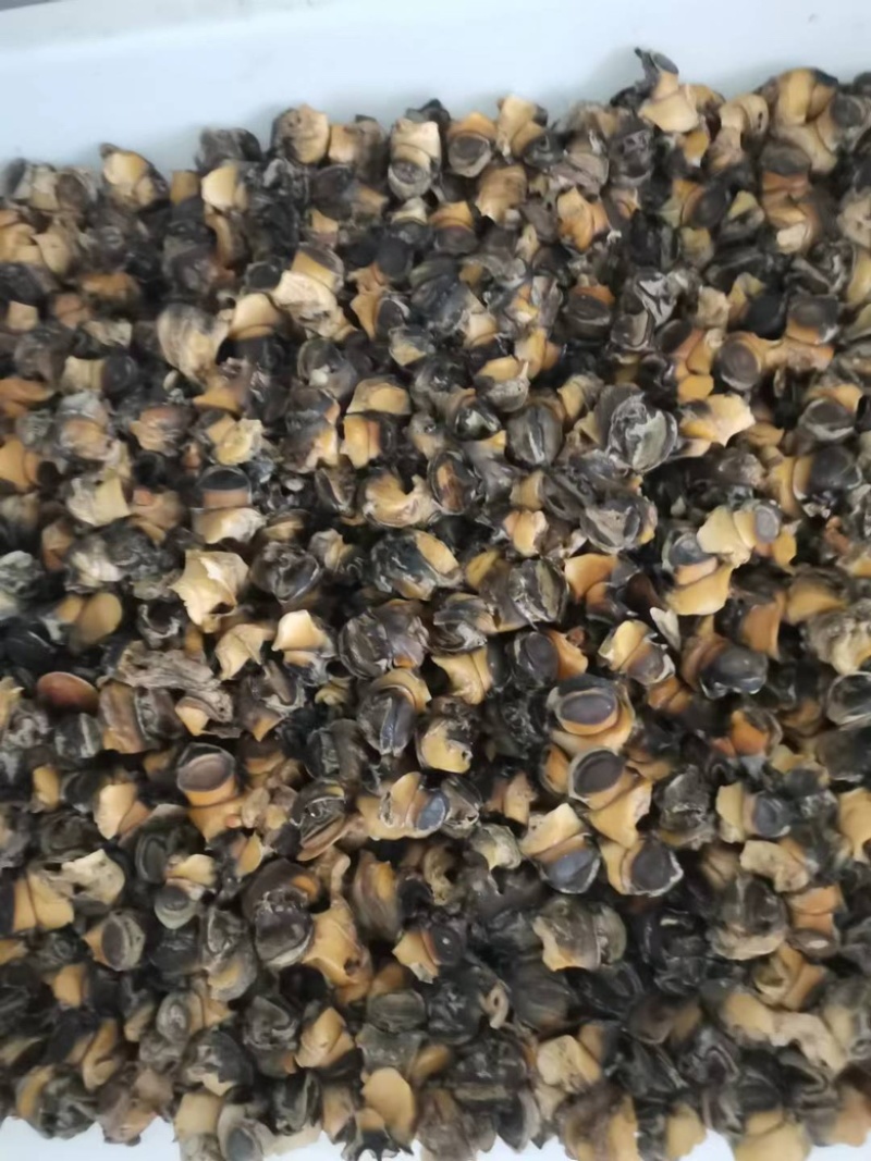 手工加工田螺肉新鲜Q弹质量优良大量批发价格优惠