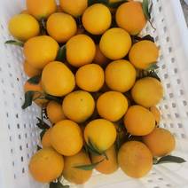 南充蜜橘，爱缓38，个头大，颜色好，水份很足，自己基地。