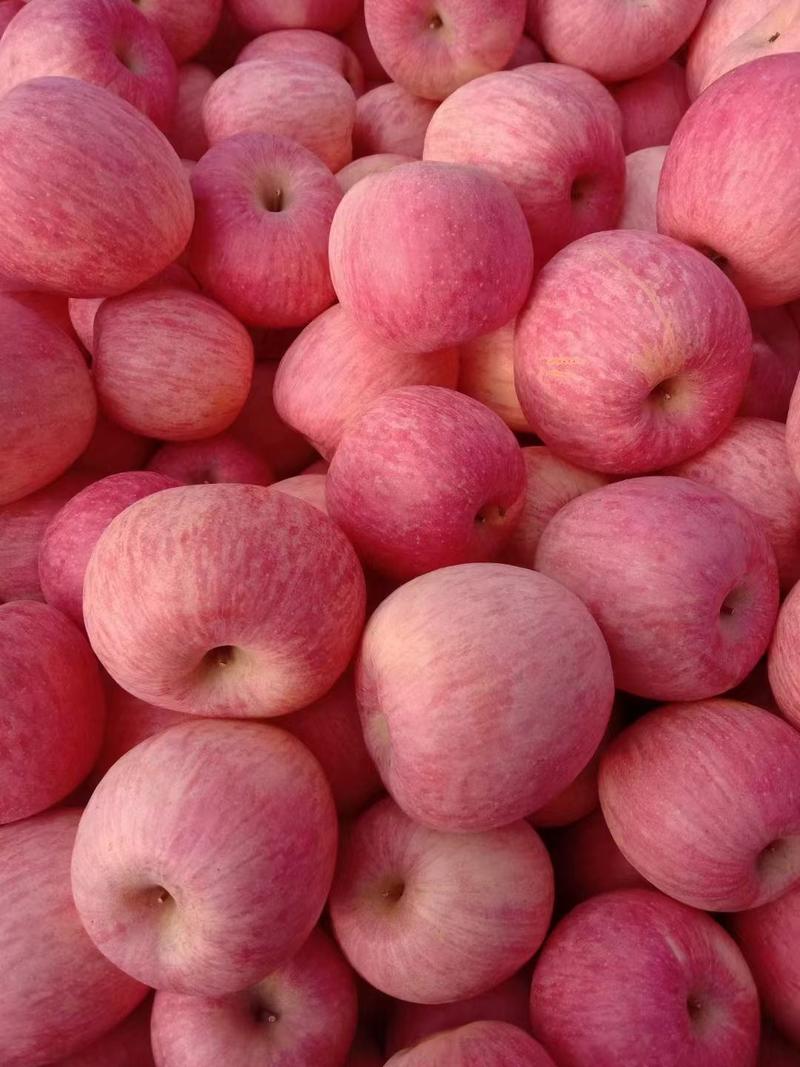 红富士苹果，颜色鲜艳口感脆甜，产地一手货源，大量现货