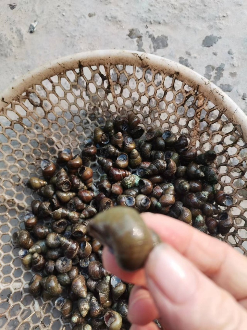 优质薄壳螺规格好价格美丽全国发货物流方便快捷