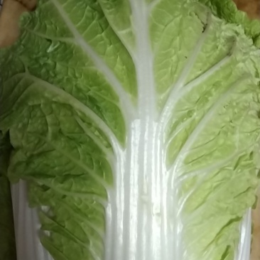 黄心大白菜，产地直发，货源充足！心足颗大，大量供货。