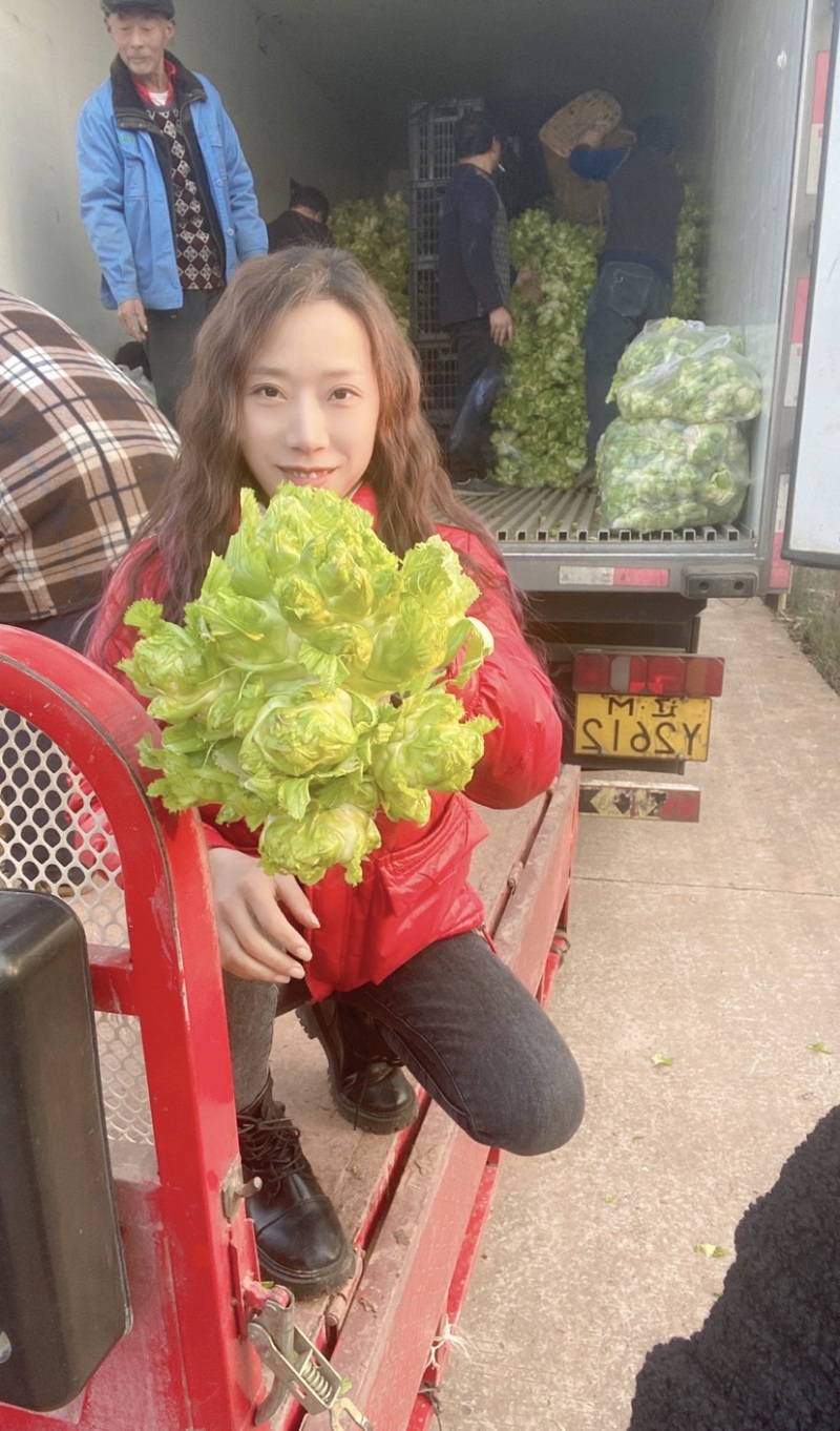 四川儿菜，已大量上市，基地直发，欢迎各位采购商