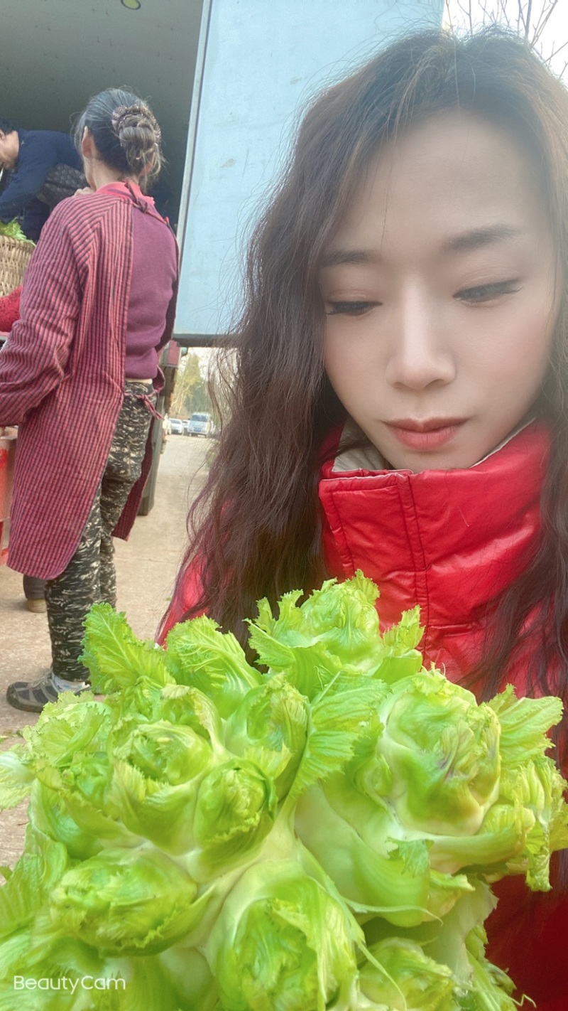 四川儿菜，已大量上市，基地直发，欢迎各位采购商