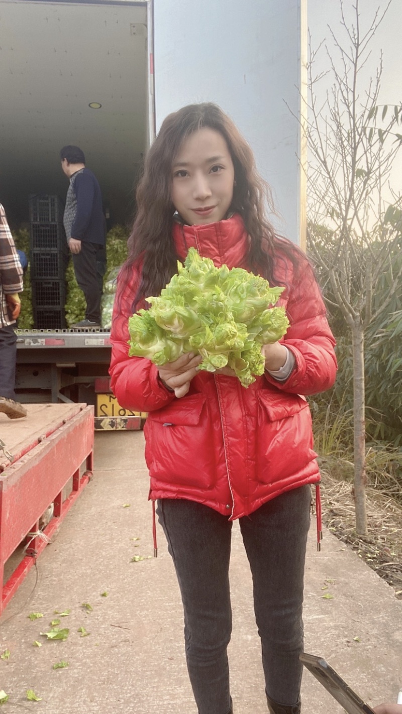 四川儿菜，已大量上市，基地直发，欢迎各位采购商