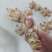 乐山姜种