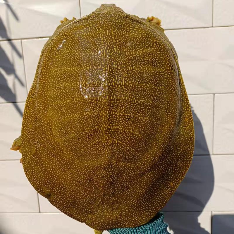 外塘老甲鱼一斤到十斤规格，黄金甲，青黄背白底十几年老甲鱼