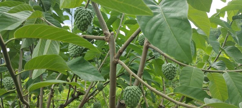 凤梨释迦果番荔枝台湾释迦，持续采摘中，货量充足，欢迎联系