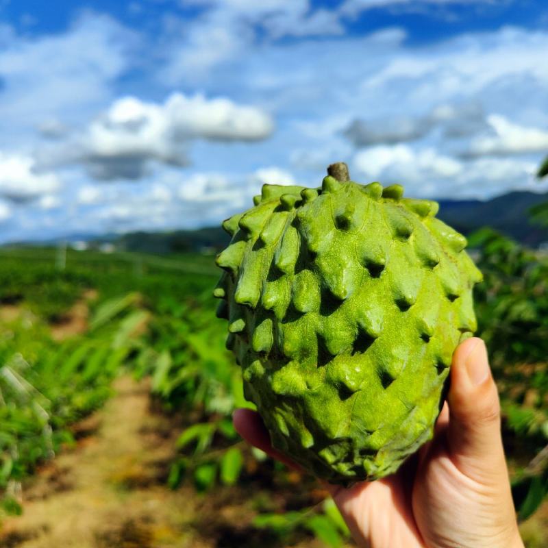 凤梨释迦果番荔枝台湾释迦，持续采摘中，货量充足，欢迎联系