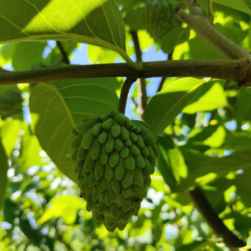 凤梨释迦果番荔枝台湾释迦，持续采摘中，货量充足，欢迎联系