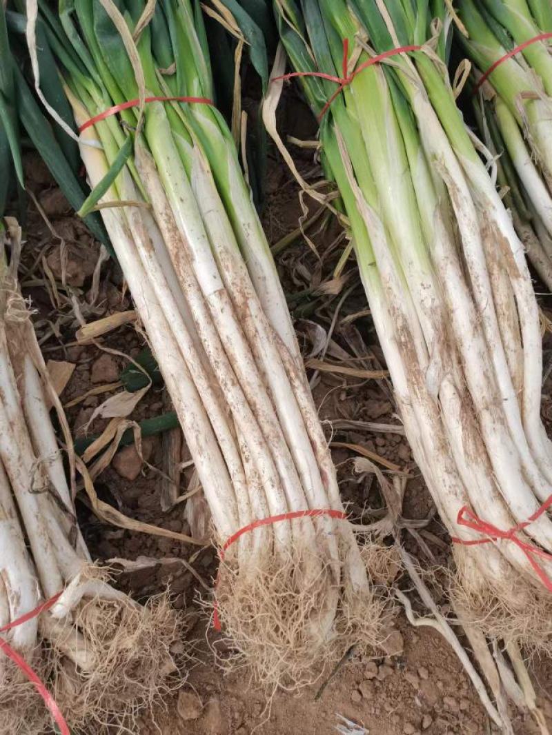 【推荐】陕西渭南一手大葱，长白大葱大量上市欢迎致电联系