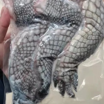 鳄鱼掌批发零售，量大从优，新鲜的当天宰杀当天发