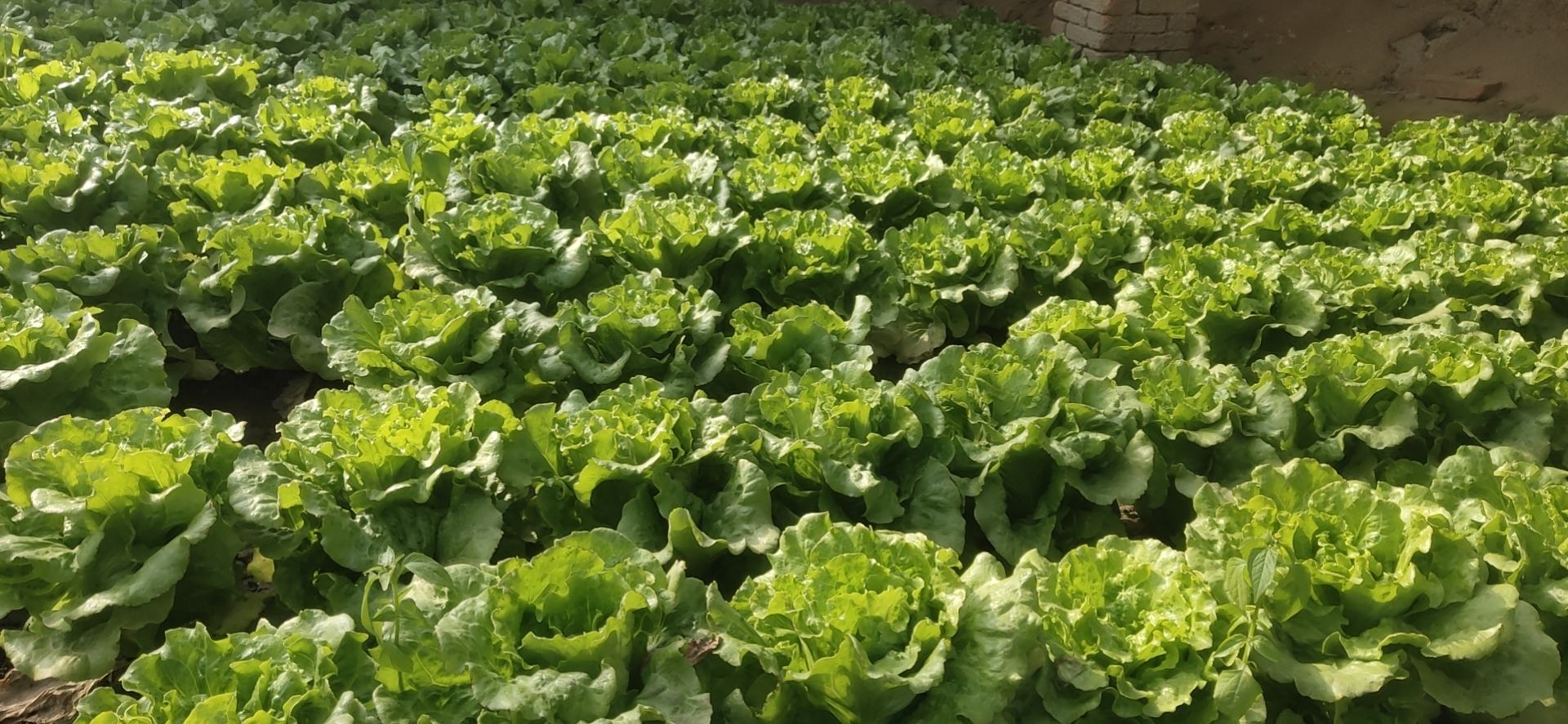 结球生菜与奶油生菜外观对比图