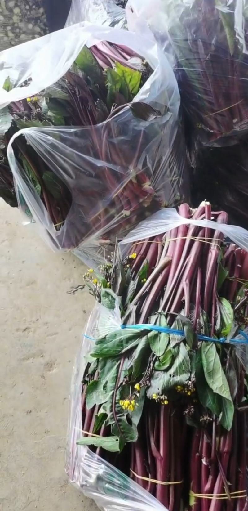 湖北红菜苔，白菜苔，红菜心，粗红菜苔质量非常不错！
