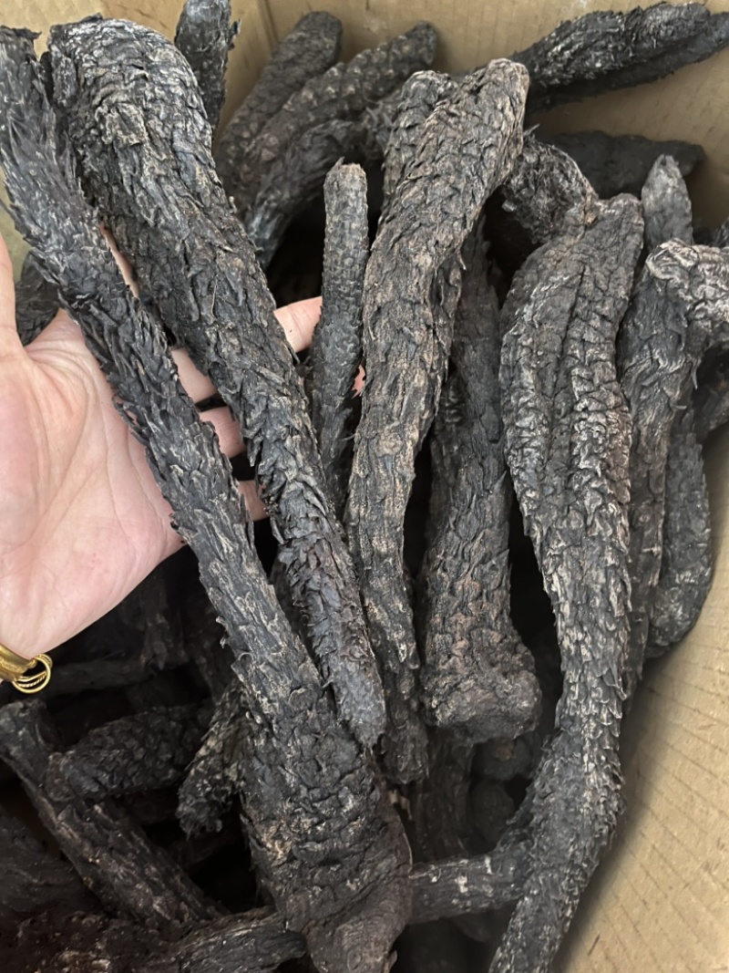 内蒙古阿拉善油肉苁蓉沙漠人参各种规格文斌药材批发