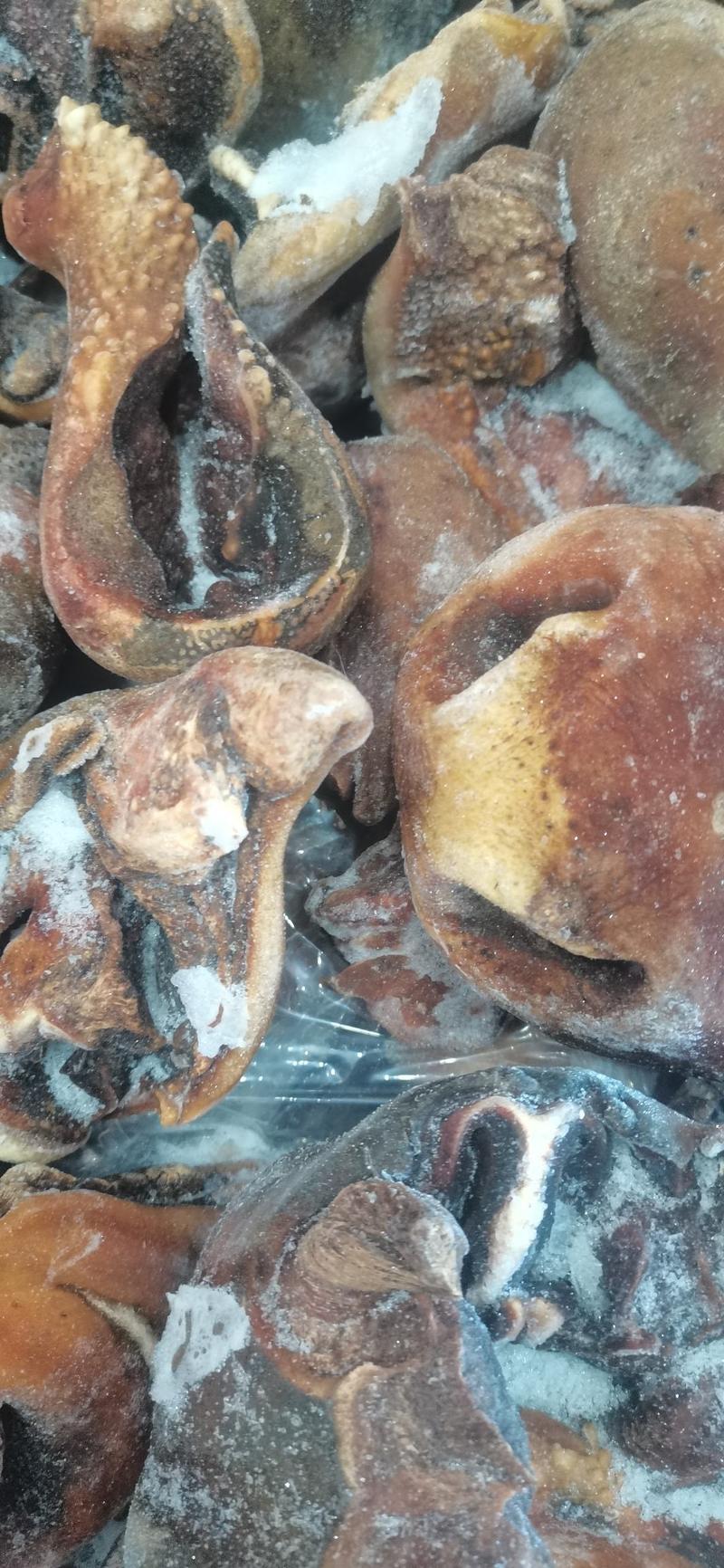 内蒙古锡林浩特火燎洗干净的牛耳朵，牛嘴鼻，质量非常好。