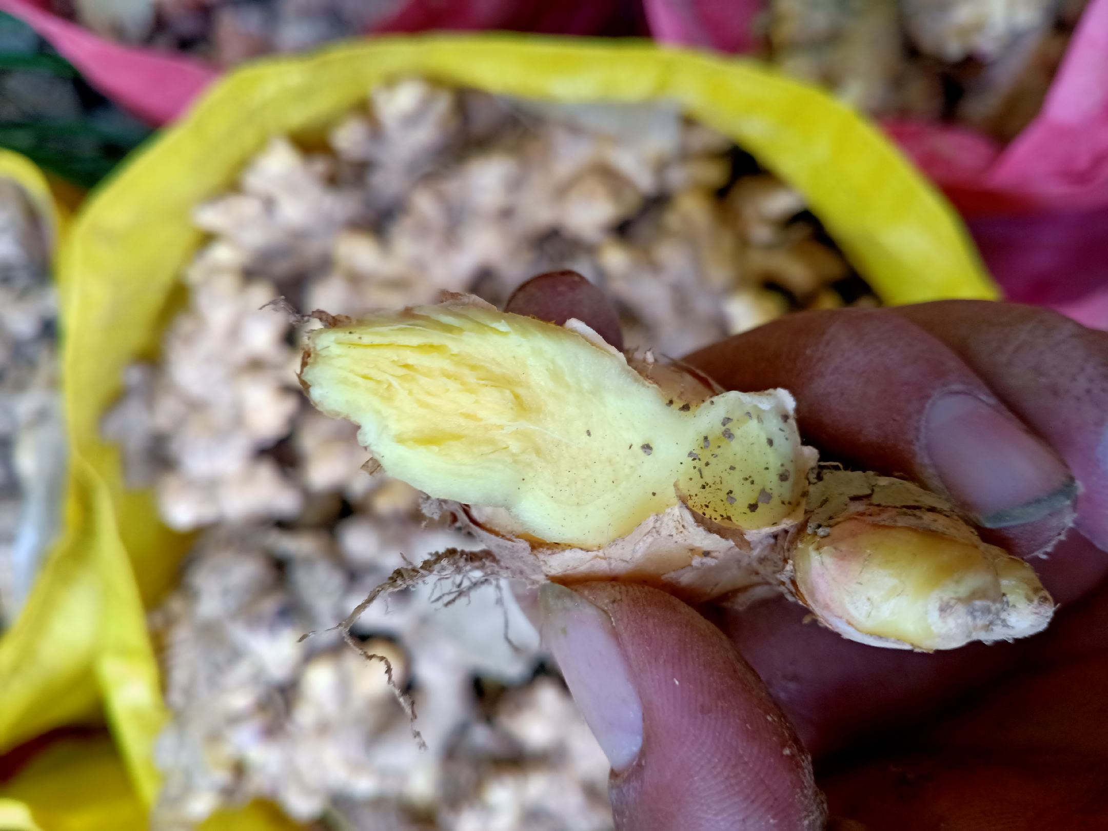 新鲜的小黄姜根茎实物图,展示其黄色外皮和内部组织 小黄姜实物图