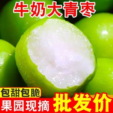 （包邮）牛奶大青枣云南超甜大枣新鲜现摘当季水果批发整箱