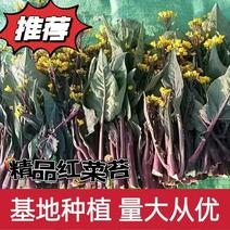 精品红菜苔基地种植品质保证量大从优欢迎