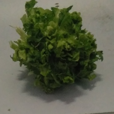 四川儿菜成都儿菜大量上市全国能发按需分拣打包运输方便净菜毛菜