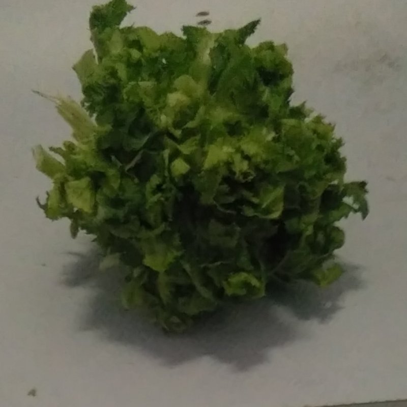 四川儿菜成都儿菜大量上市全国能发按需分拣打包运输方便净菜毛菜