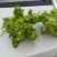 四川儿菜成都儿菜大量上市全国能发按需分拣打包运输方便净菜毛菜