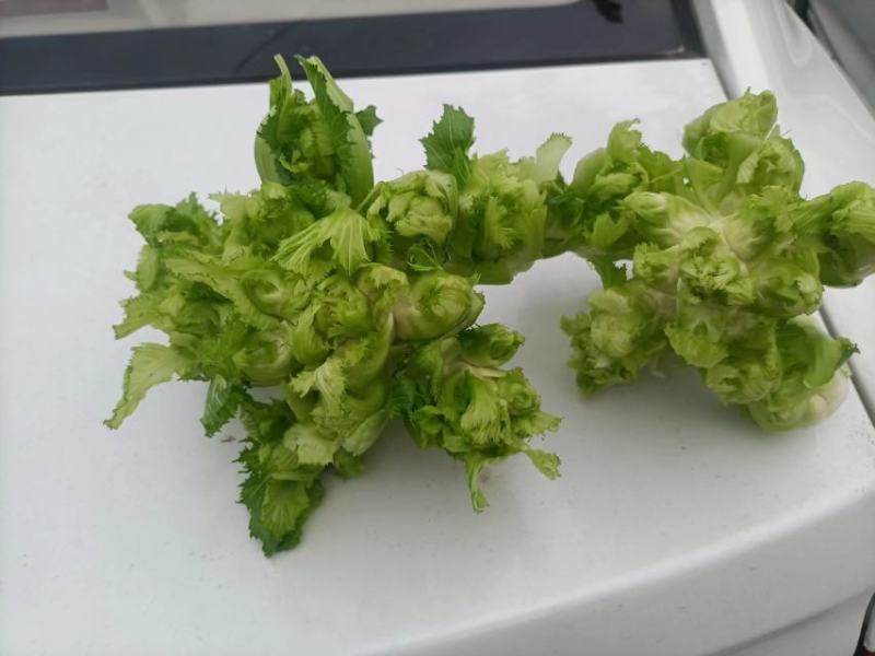 四川儿菜成都儿菜大量上市全国能发按需分拣打包运输方便净菜毛菜