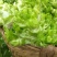 四川儿菜成都儿菜大量上市全国能发按需分拣打包运输方便净菜毛菜