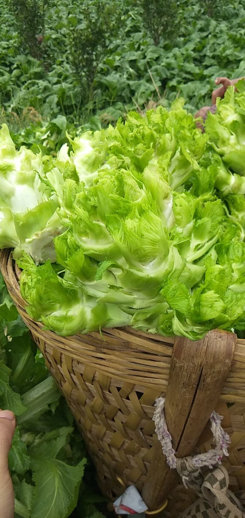 四川儿菜成都儿菜大量上市全国能发按需分拣打包运输方便净菜毛菜