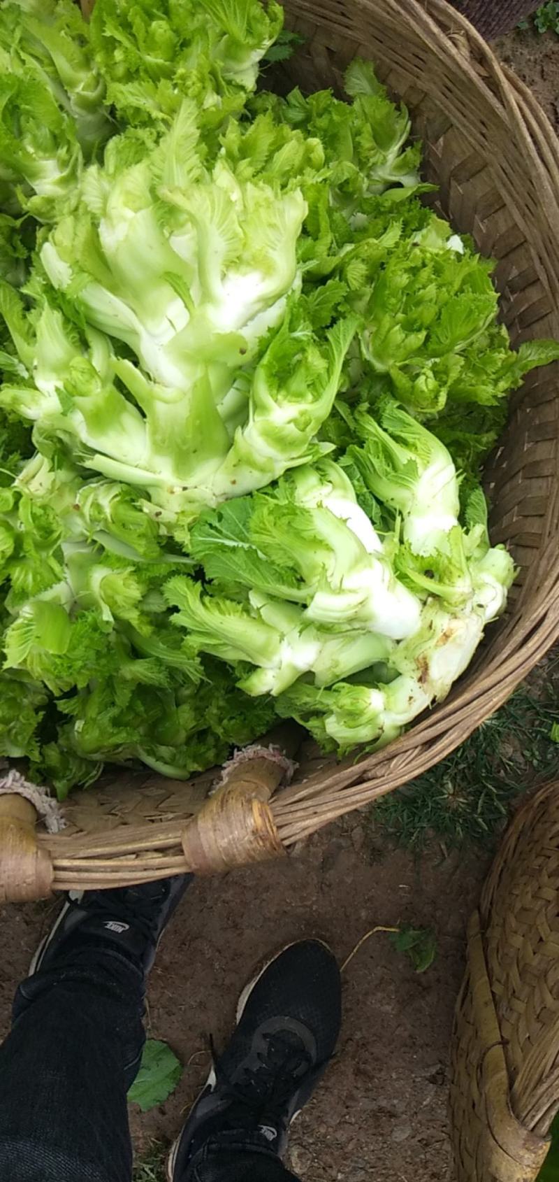 四川儿菜成都儿菜大量上市全国能发按需分拣打包运输方便净菜毛菜