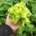 四川儿菜成都儿菜大量上市全国能发按需分拣打包运输方便净菜毛菜