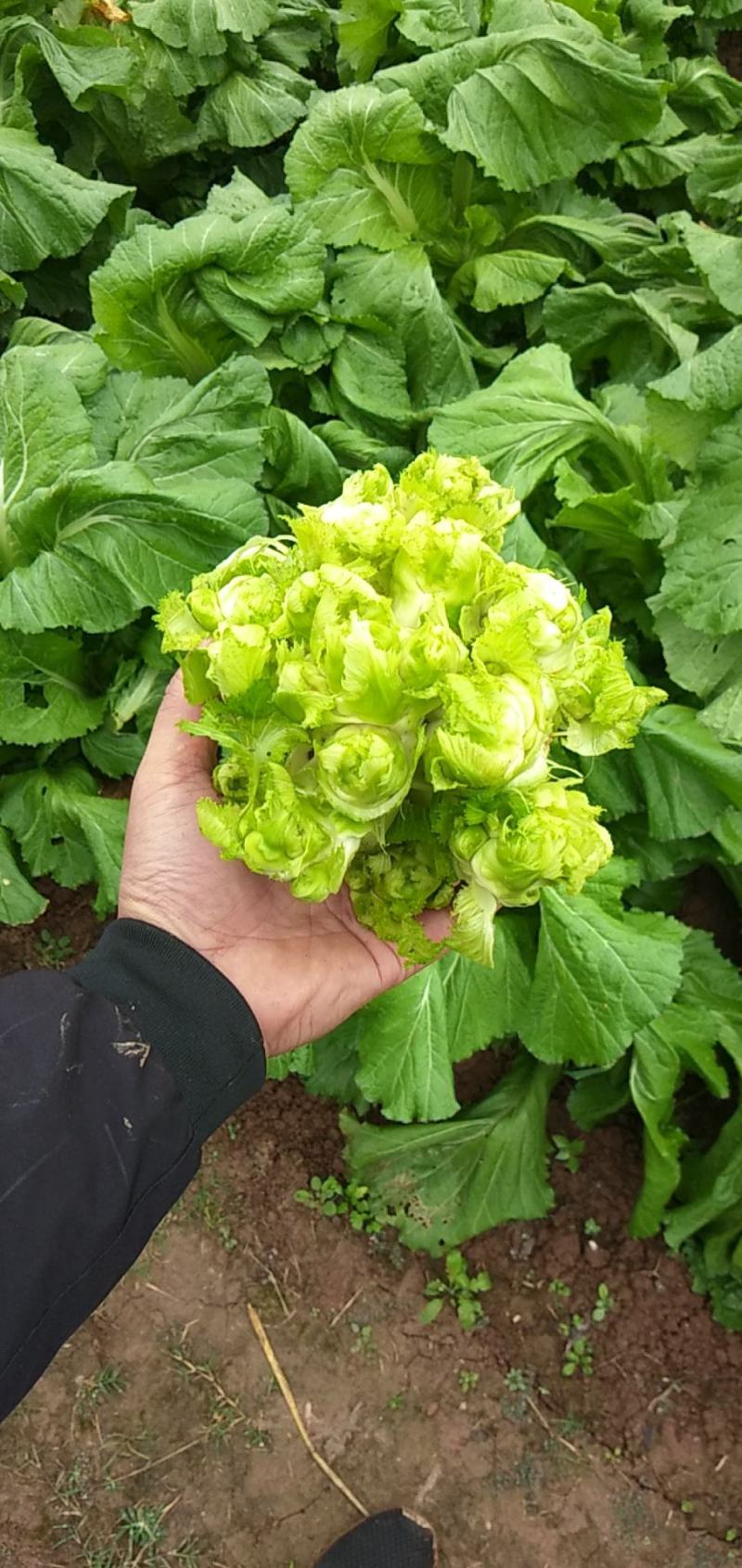 四川儿菜成都儿菜大量上市全国能发按需分拣打包运输方便净菜毛菜