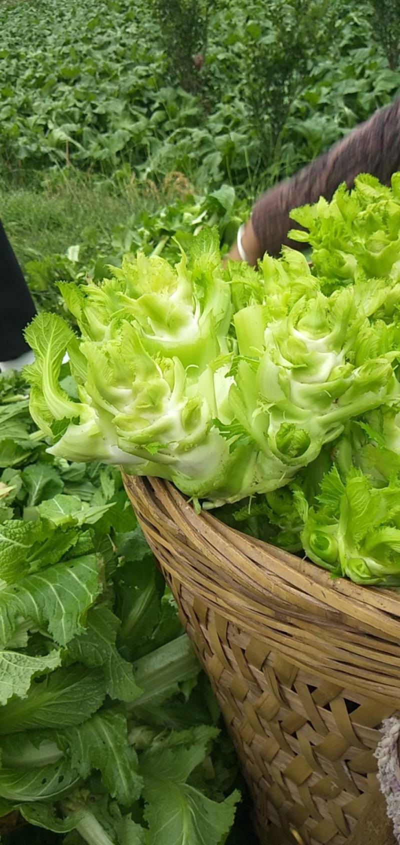 四川儿菜成都儿菜大量上市全国能发按需分拣打包运输方便净菜毛菜