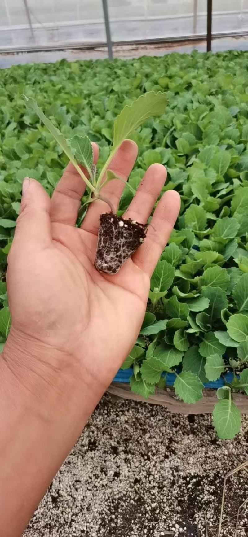 【推荐】包菜苗河南中牟包菜苗大量上市支持视频看货欢迎