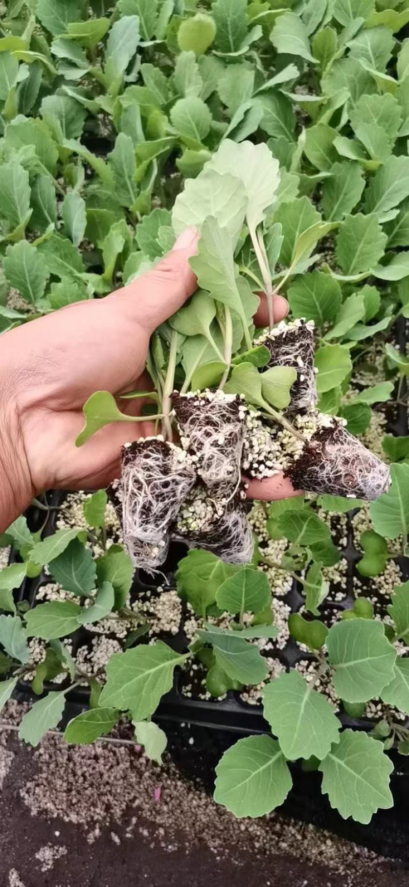 【推荐】包菜苗河南中牟包菜苗大量上市支持视频看货欢迎