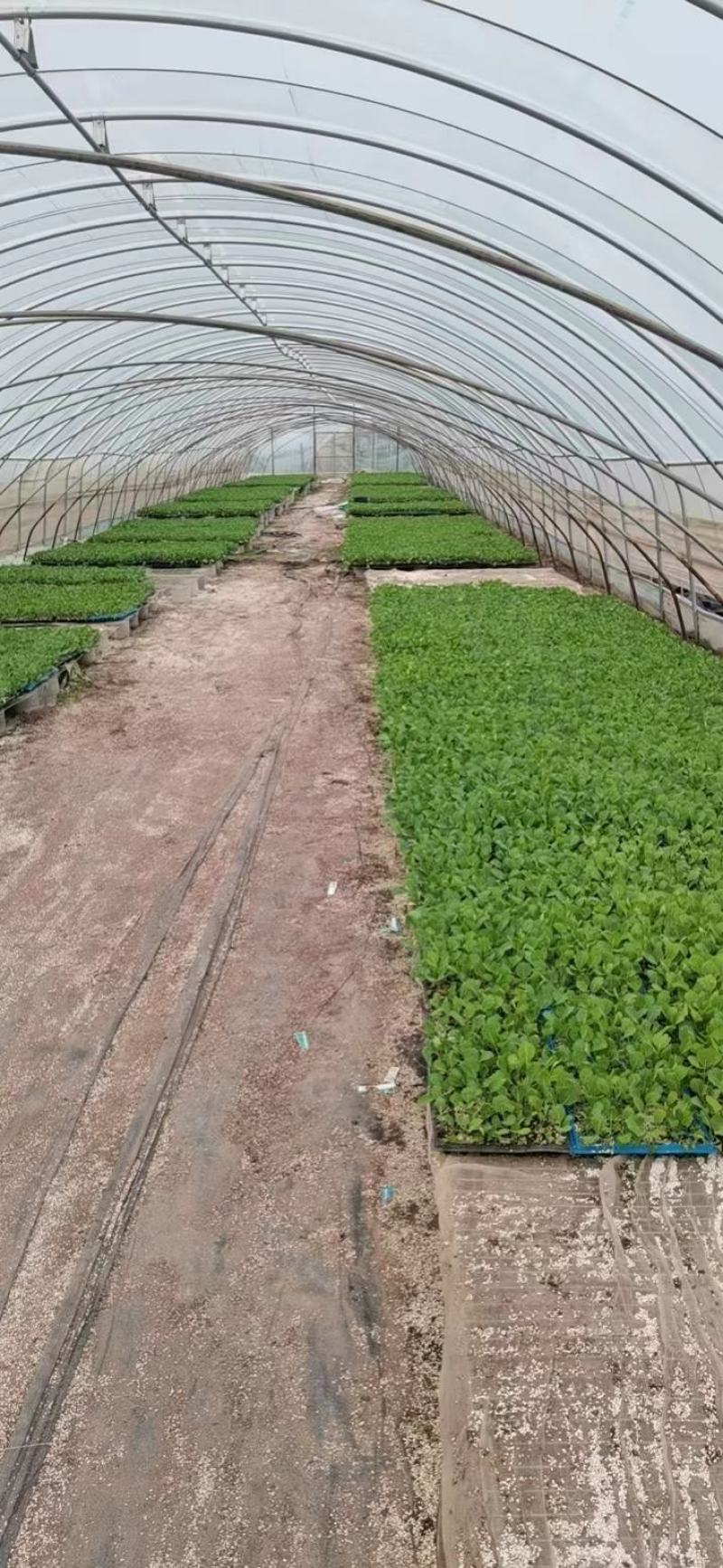 【推荐】包菜苗河南中牟包菜苗大量上市支持视频看货欢迎
