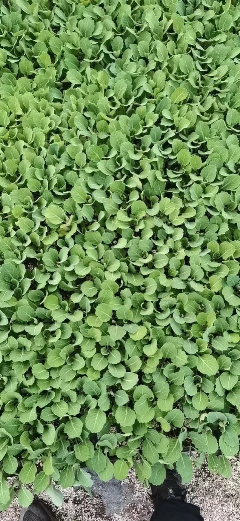 【推荐】包菜苗河南中牟包菜苗大量上市支持视频看货欢迎