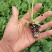 【推荐】包菜苗河南中牟包菜苗大量上市支持视频看货欢迎