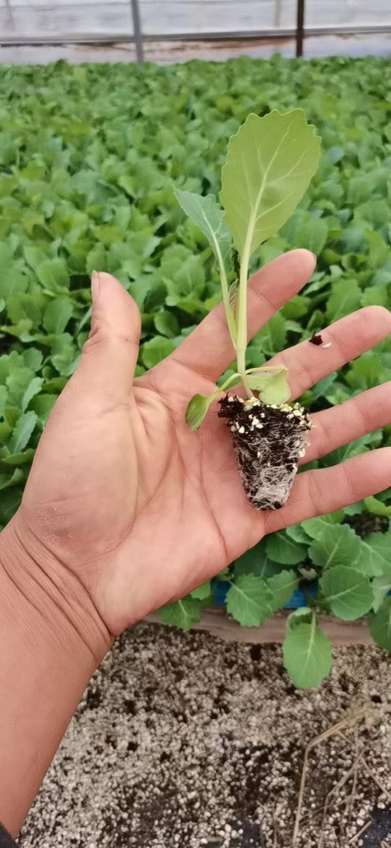 【推荐】包菜苗河南中牟包菜苗大量上市支持视频看货欢迎