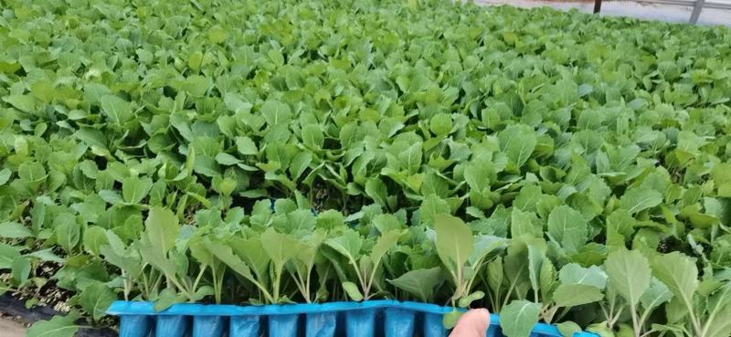 【推荐】包菜苗河南中牟包菜苗大量上市支持视频看货欢迎