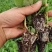 【推荐】包菜苗河南中牟包菜苗大量上市支持视频看货欢迎