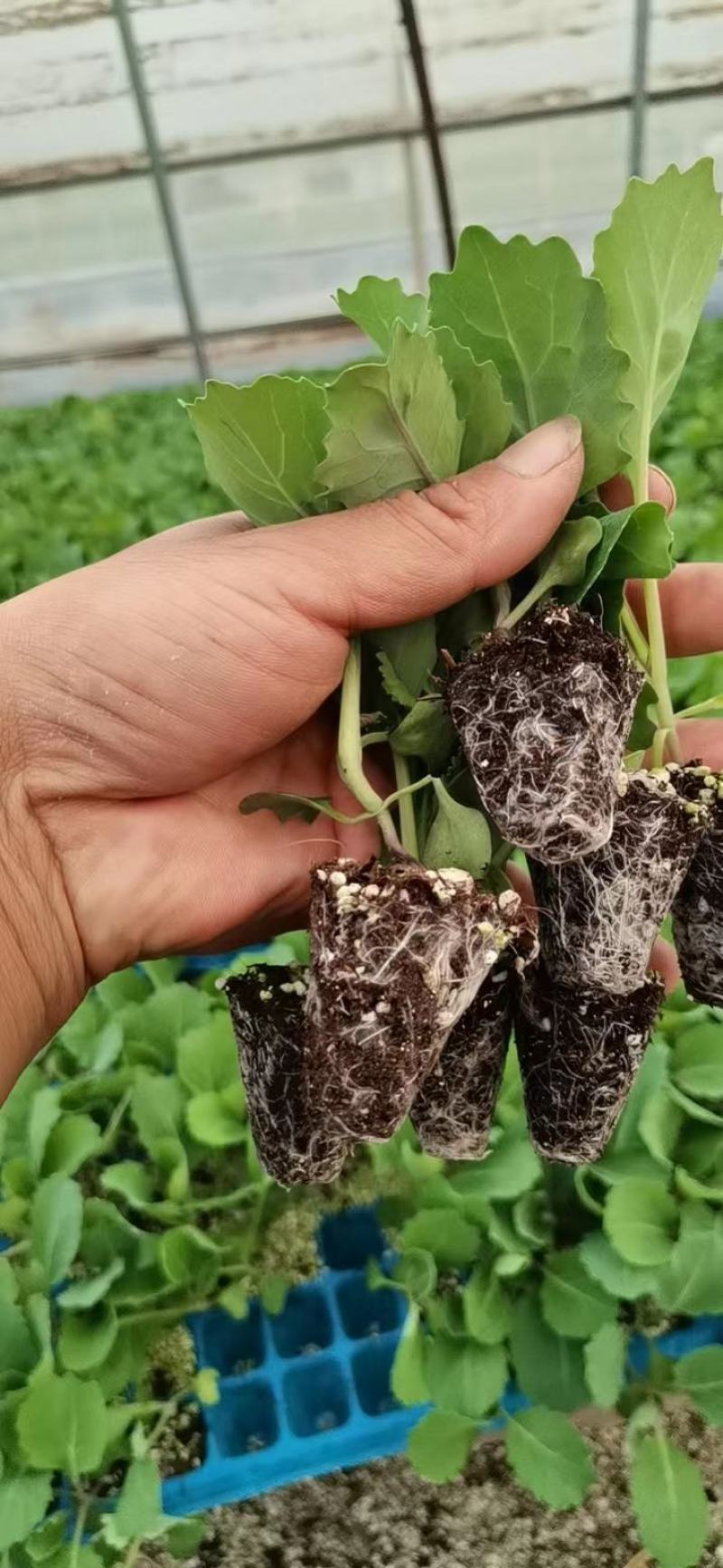 【推荐】包菜苗河南中牟包菜苗大量上市支持视频看货欢迎