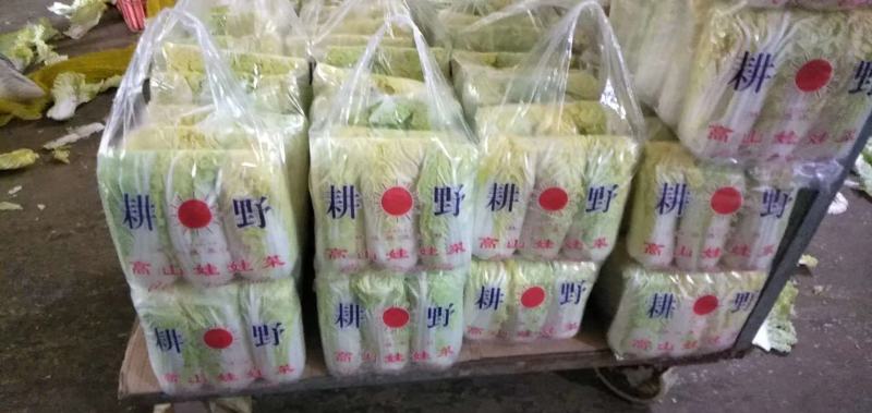 河北邯郸精品娃娃菜产地直发大小娃娃菜都有