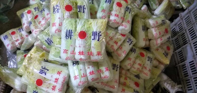 河北邯郸精品娃娃菜产地直发大小娃娃菜都有