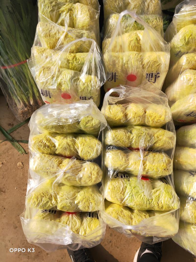 河北邯郸精品娃娃菜产地直发大小娃娃菜都有