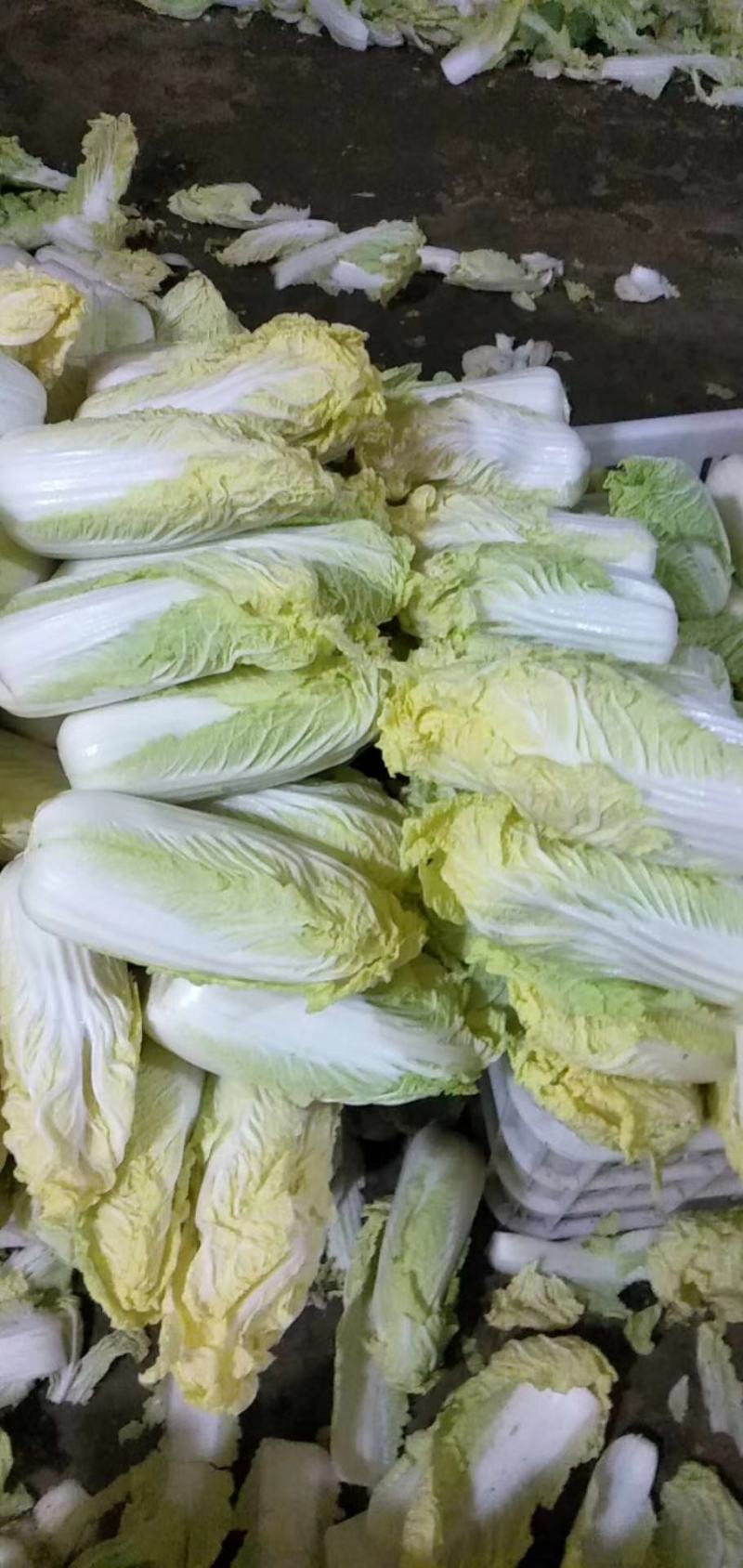 河北邯郸精品娃娃菜产地直发大小娃娃菜都有