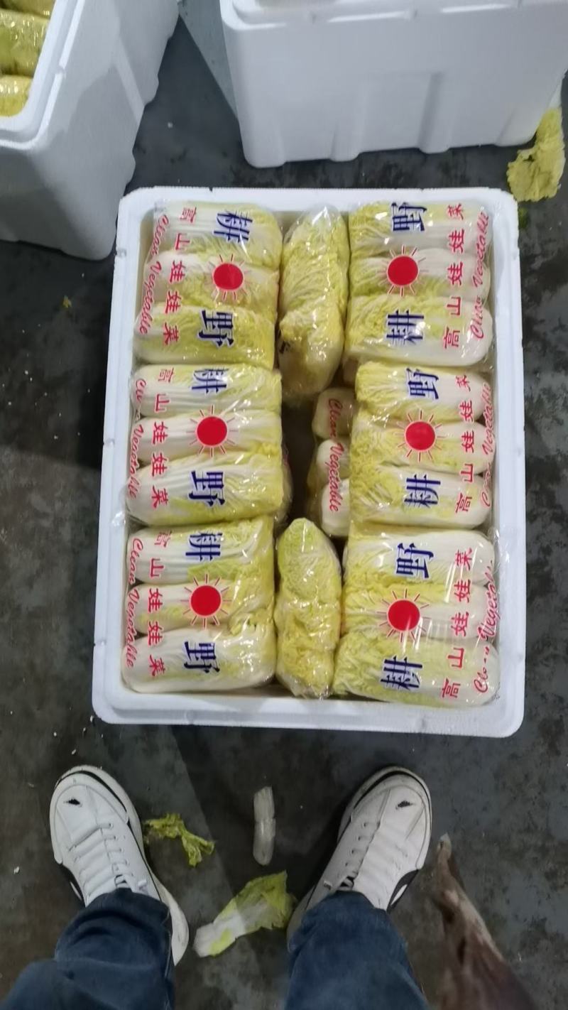 河北邯郸精品娃娃菜产地直发大小娃娃菜都有
