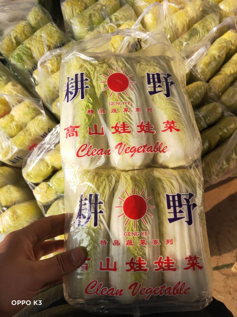 河北邯郸精品娃娃菜产地直发大小娃娃菜都有