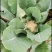 【优选】花菜苗中牟花菜苗大量供货代发全国欢迎来电咨询
